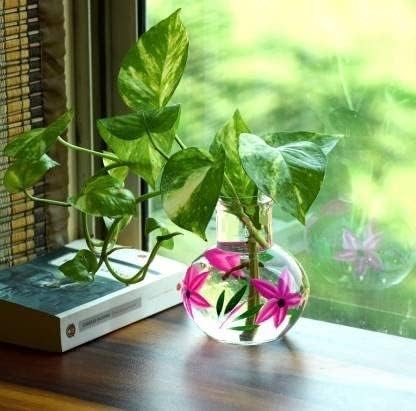 Zest HANDICRAFTS Round Glass Vase, for Money Plant, Lucky Bamboo Plant, Flower Pot, 12X10 cm Elegant Flower Designed Vase and Clear